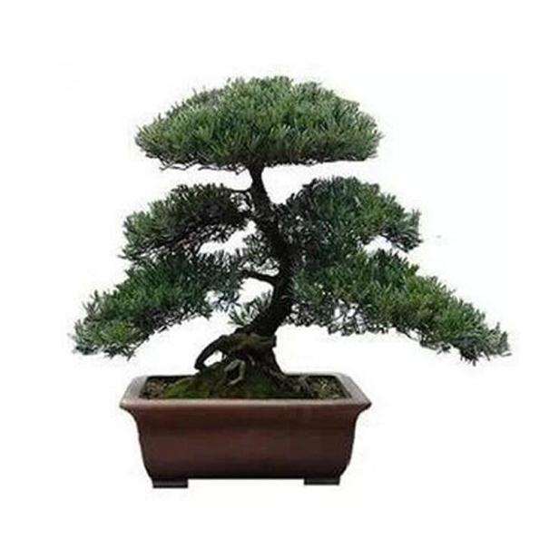 造型罗汉松的盆栽要点