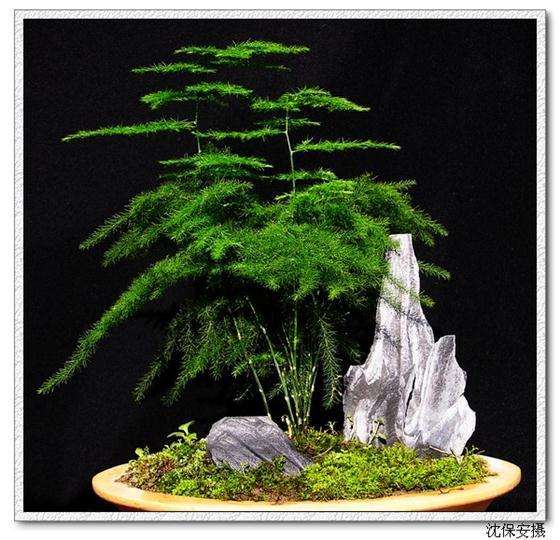 盆栽文竹的施肥和浇水