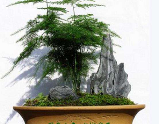 盆栽文竹的冬季管理