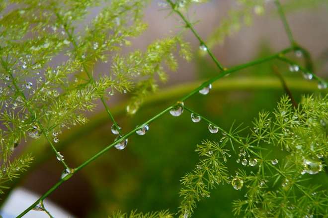 盆栽文竹 盆栽文竹