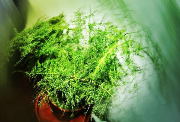 文竹盆栽 文竹盆栽