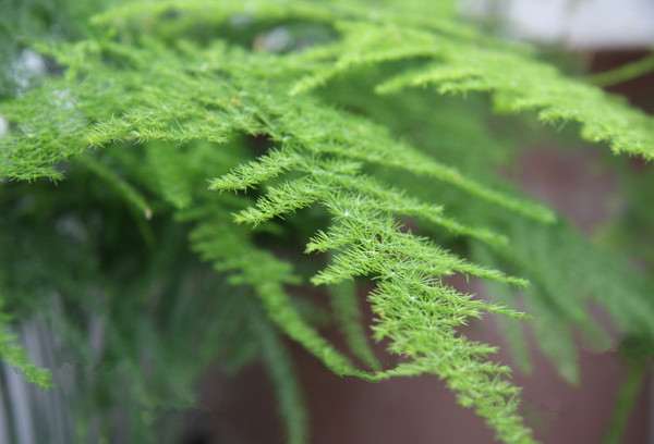 文竹盆栽 文竹盆栽