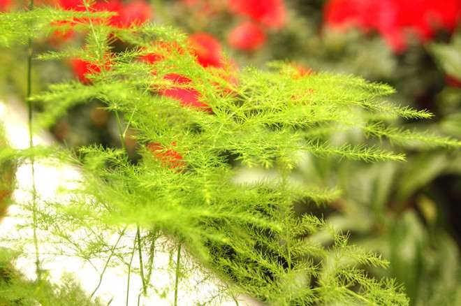 文竹盆栽 文竹盆栽