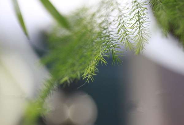 盆栽文竹 盆栽文竹