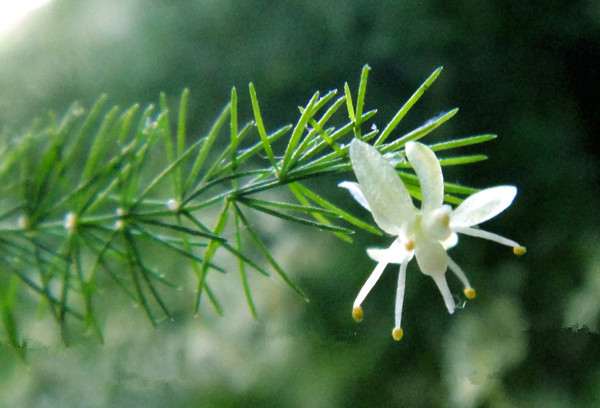 盆栽文竹 盆栽文竹