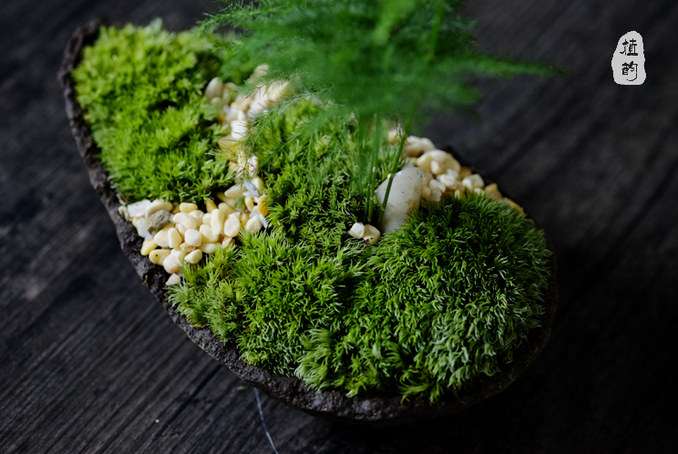 日式文竹盆栽的3个特点 图片