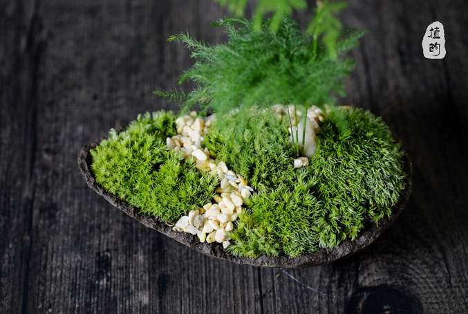 日式文竹盆栽的3个特点 图片