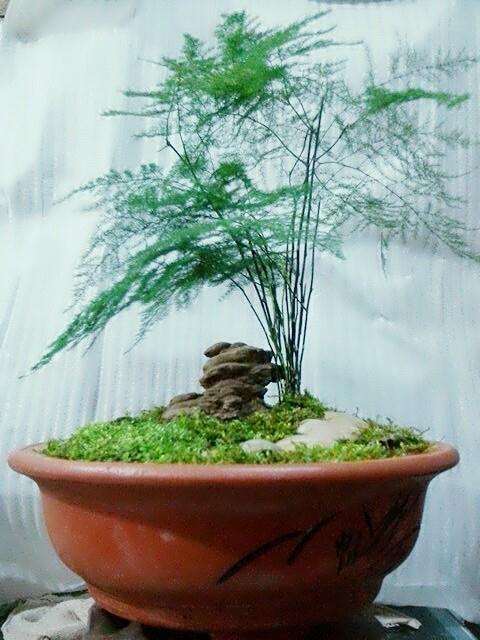 如何让盆栽文竹结“籽”?