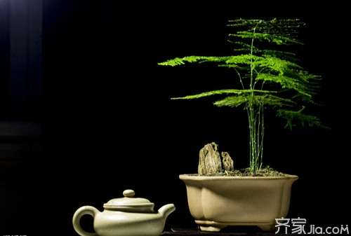 文竹盆景怎么养护的7个技巧 图片