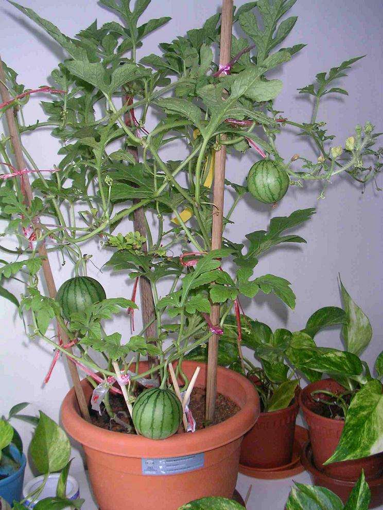 小西瓜水培盆栽管理技术