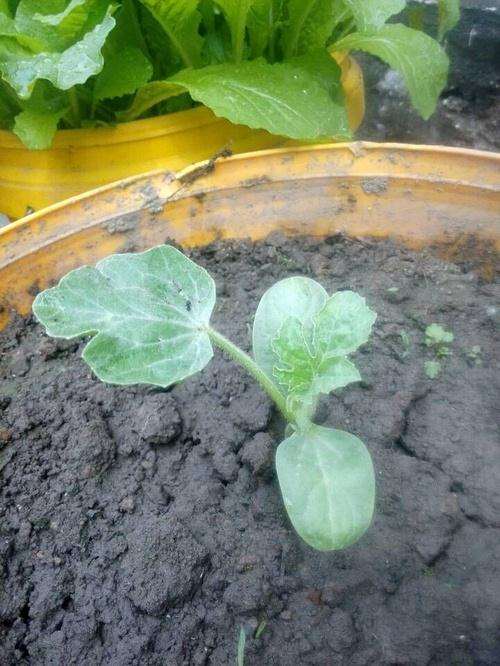 开贴记录盆栽西瓜的成长经历