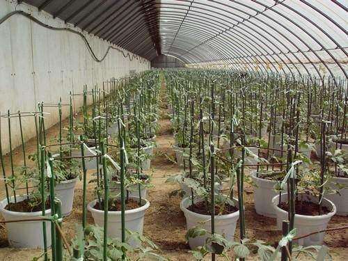 盆栽西瓜怎么种植的方法