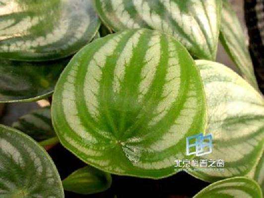 西瓜子能种盆栽么?