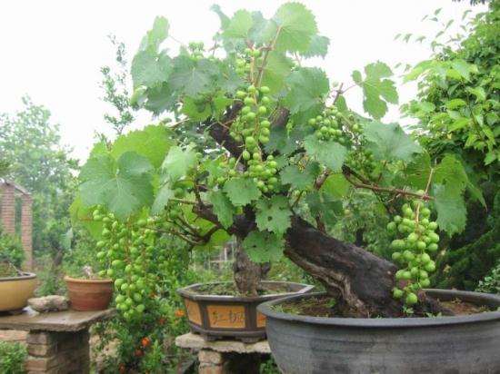 圆球架盆栽葡萄如何整形修剪