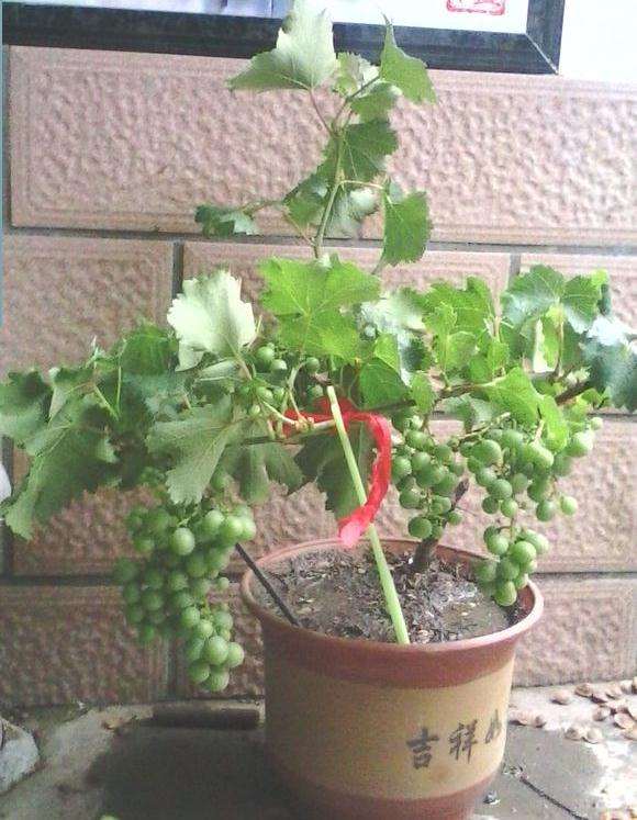 葡萄盆栽的盆土配置和肥水管理