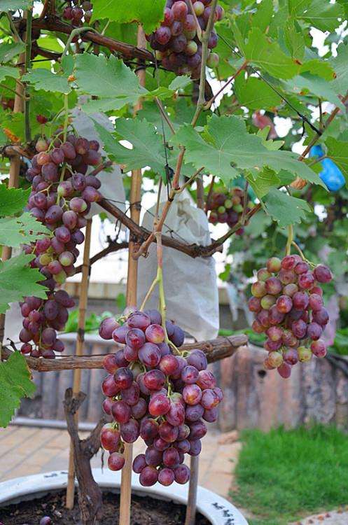 盆栽葡萄如何防落果?