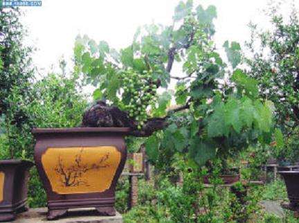 葡萄盆栽如栽培管理的方法