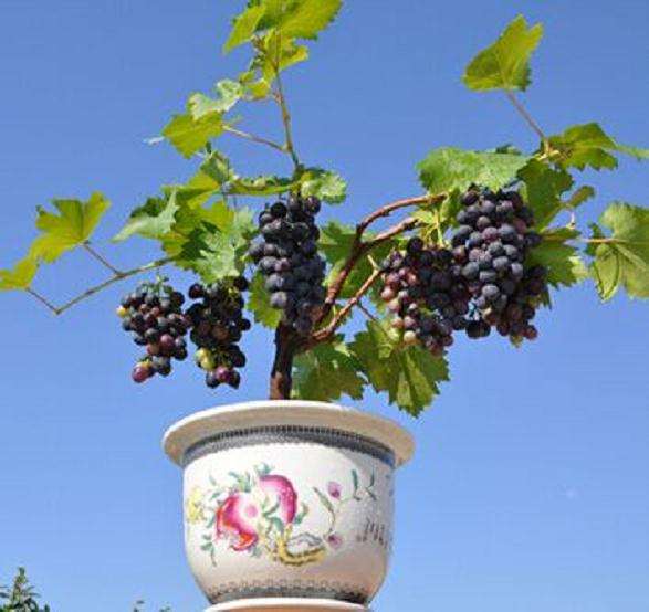 盆栽葡萄冬季管理四要点