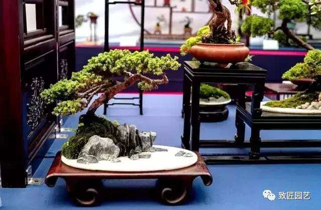 盆景艺术的观、品、悟