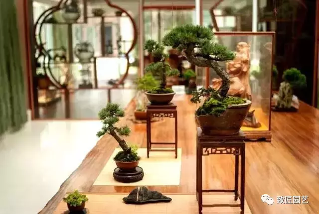 盆景艺术的观品悟 图片