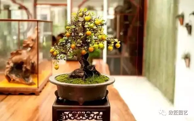 盆景艺术的观品悟 图片