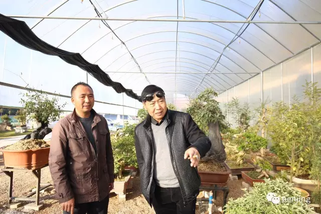 盆景联谊云南上海泉州共建三地友好兄弟协会