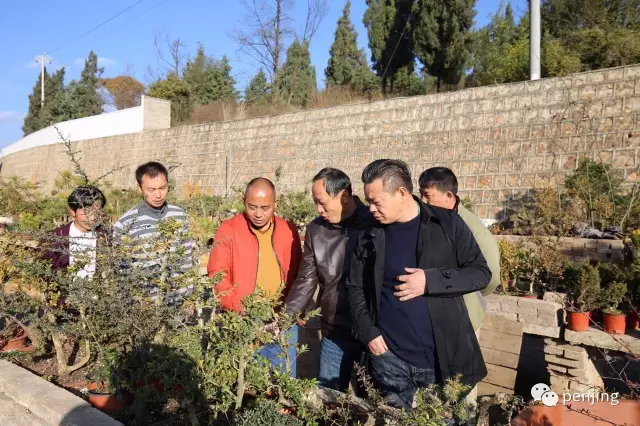 盆景联谊云南上海泉州共建三地友好兄弟协会