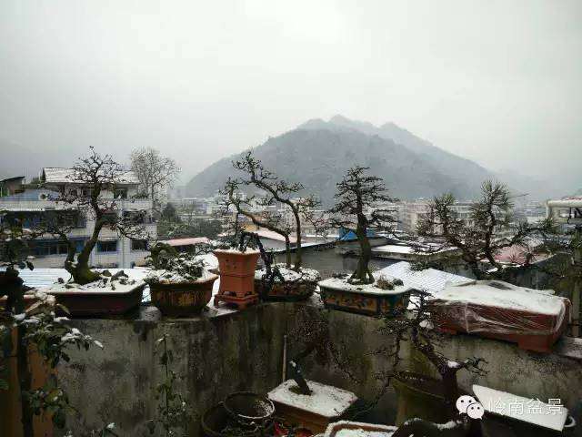 谢谢盆景陪我走过春夏秋冬