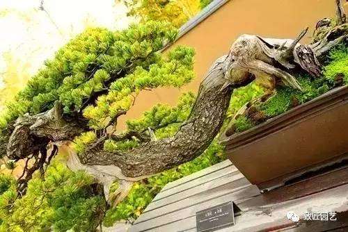 欣赏售价超过一亿元的盆景