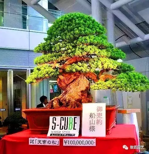 欣赏售价超过一亿元的盆景 图片