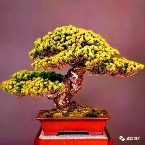 欣赏售价超过一亿元的盆景 图片