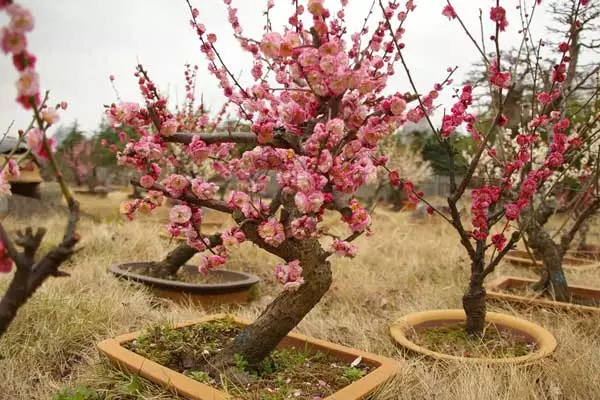 梅花盆景只能上盆的全过程 图片