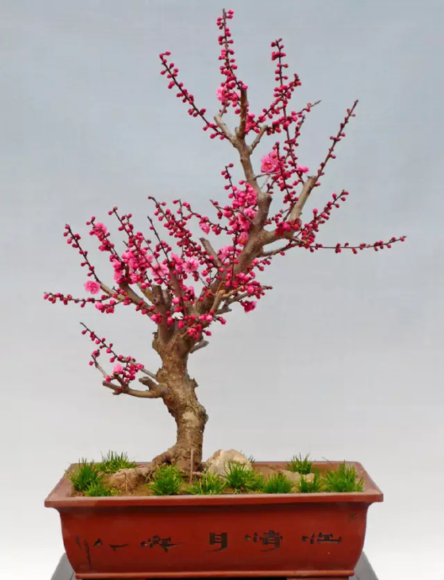 梅花盆景只能上盆的全过程 图片
