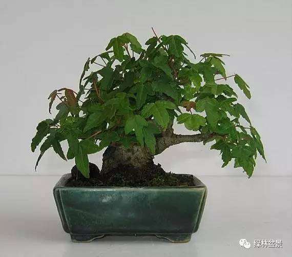 如何增加梅花盆景的古朴沧桑美感？