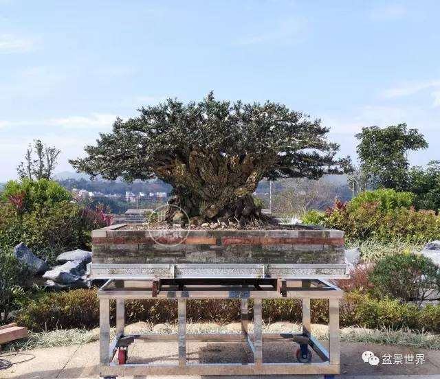 128万元成交！又一盆令世人咋舌的黄杨盆景！