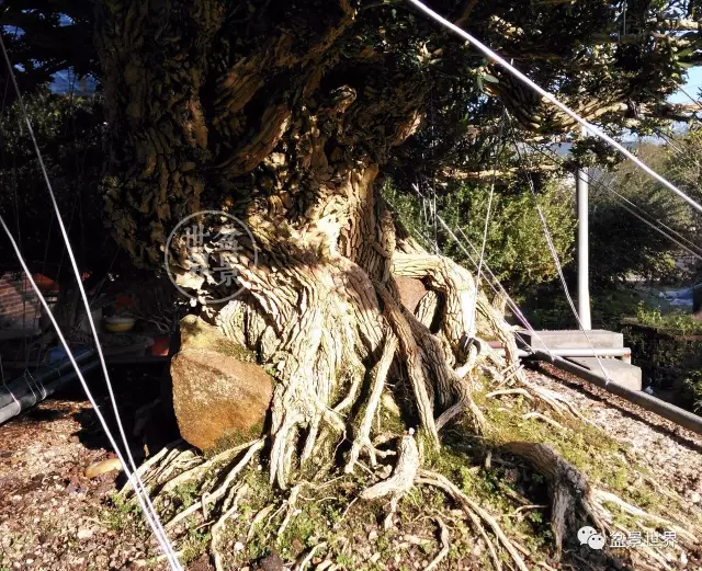 128万元成交又一盆令世人咋舌的黄杨盆景