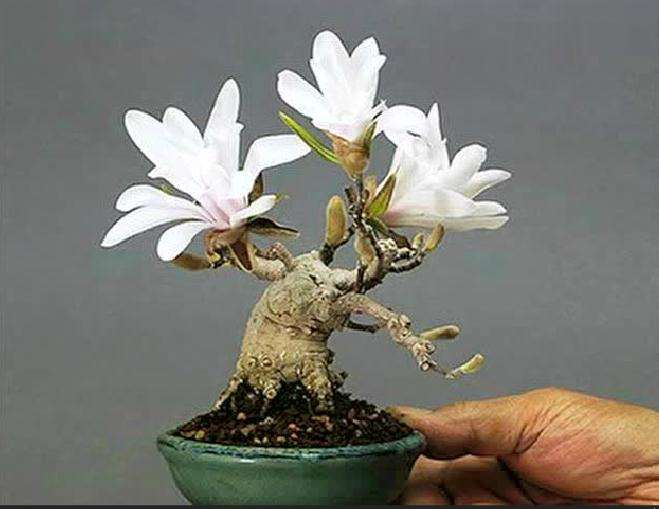 微型盆景的4个优点