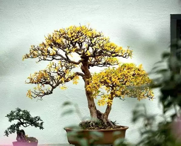 懂了这四条 才算是盆景的知音 图片