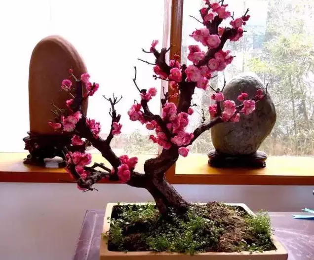 懂了这四条 才算是盆景的知音 图片