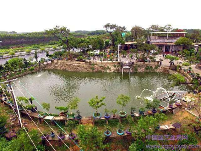 鹤山市园林木石协会盆景园艺展销会