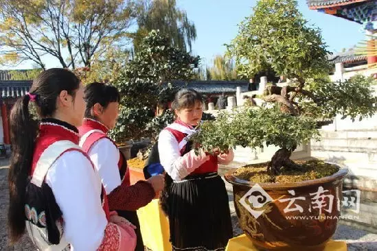 第三届丽江市滇西北盆景艺术展开展 图片