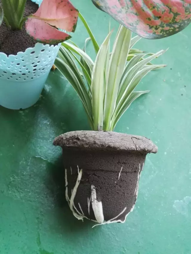 现在盆景用什么基质最好 图片