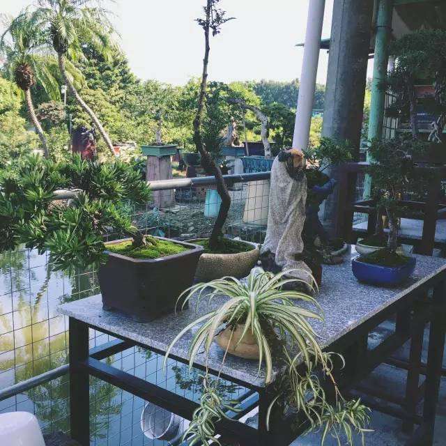 江门有一个盆景世外桃源---博艺茶居之约