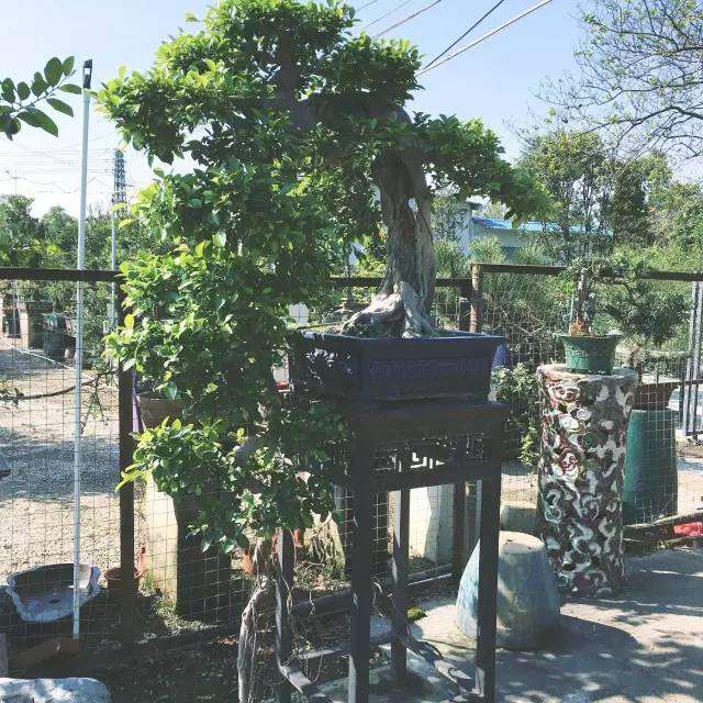 江门有一个盆景世外桃源 博艺茶居之约