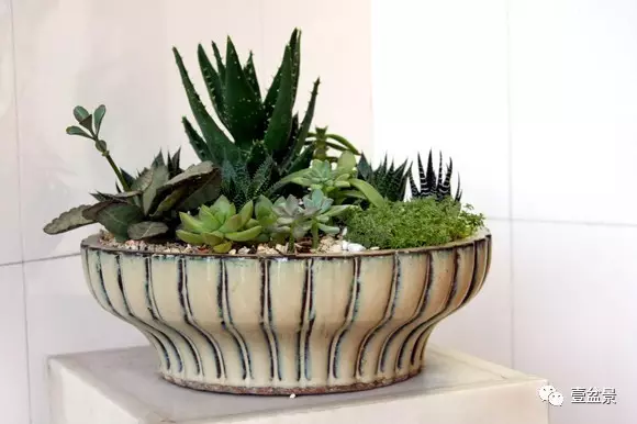 五种盆景 在市场上供不应求 图片