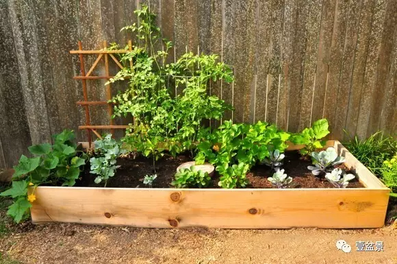 五种盆景 在市场上供不应求 图片