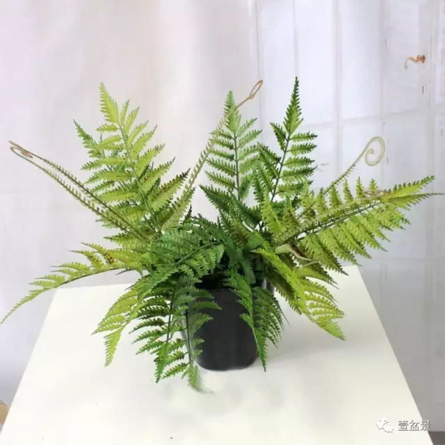 五种盆景 在市场上供不应求 图片