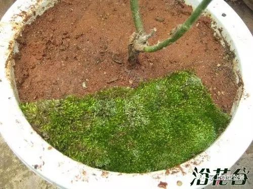 盆景苔藓怎么制作的方法