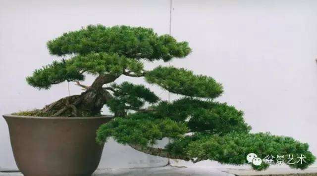 室内盆景的好处？ 图片