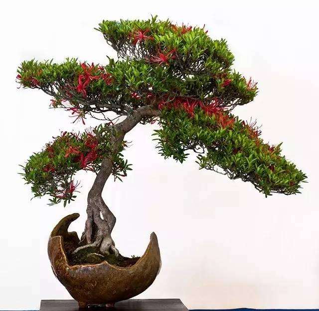 现在学习做盆景，逢年过节不买花！